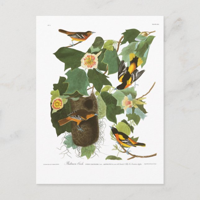 Carte Postale Audubon Plate 12 Baltimore Oriole (Devant)