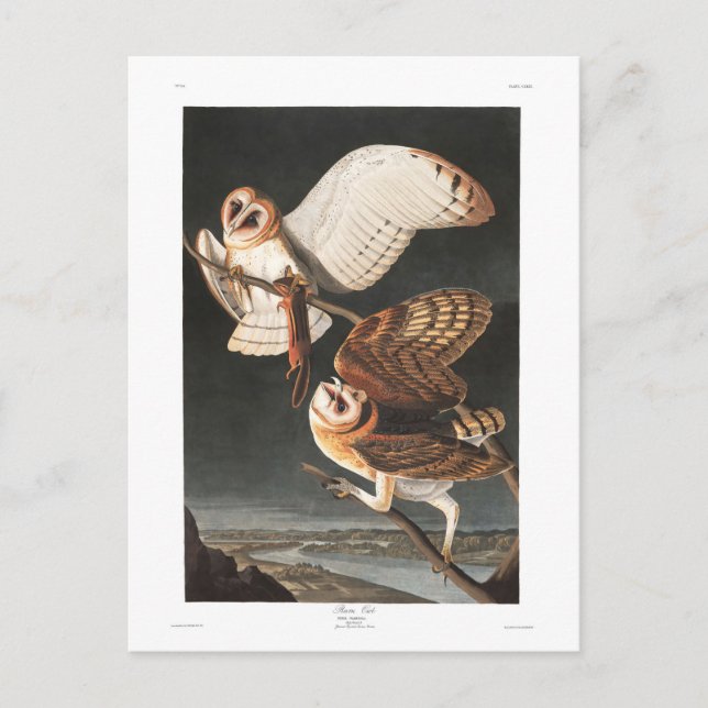 Carte Postale Audubon Plate 171 Barn Owl (Devant)