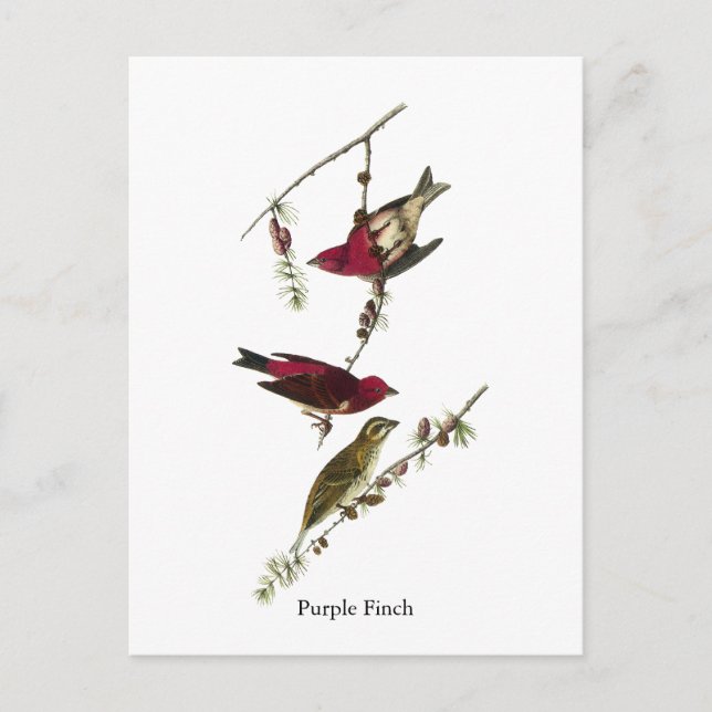Carte Postale Audubon Purple Finch (Devant)