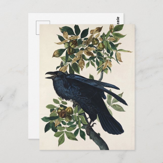 Carte Postale Audubon Raven Bird Classic Peinture (Devant / Derrière)