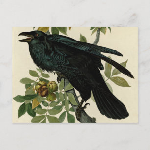 Carte Postale Audubon Raven Oiseau classique