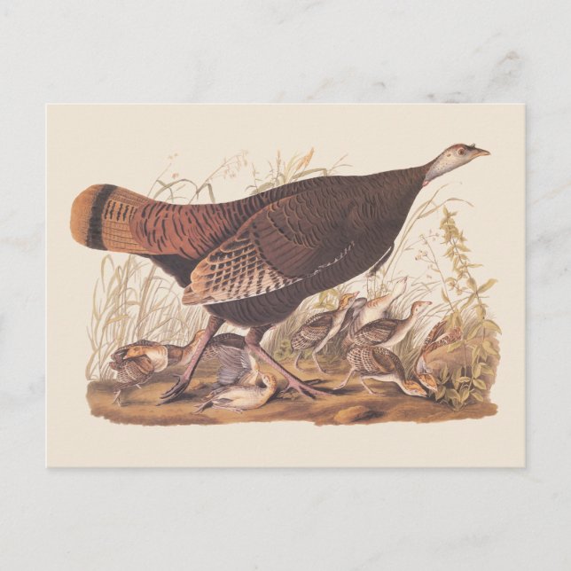 Carte Postale Audubon Turquie Hen et poussins à l'automne (Devant)