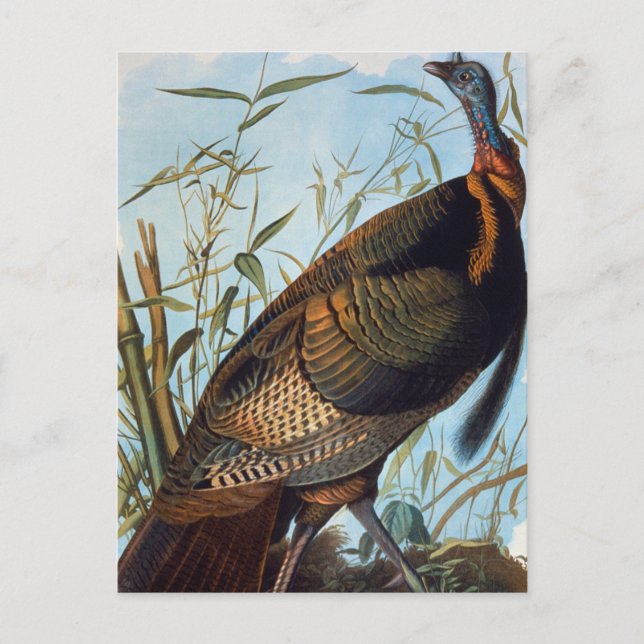 Carte Postale Audubon : Turquie sauvage (Devant)