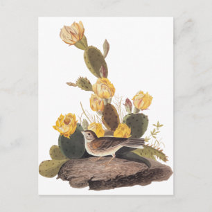 Carte Postale Audubon Vesper Sparrow et Prickly Pear Cactus