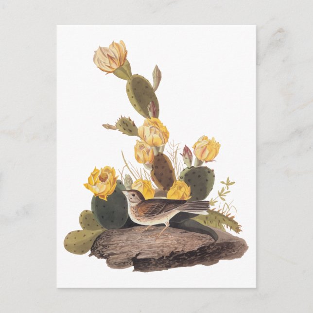 Carte Postale Audubon Vesper Sparrow et Prickly Pear Cactus (Devant)