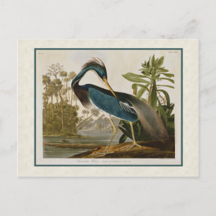 Carte Postale Audubon Vintage Louisiane Héron bleu