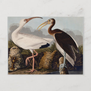 Carte Postale Audubon White Ibis Bird Wildlife