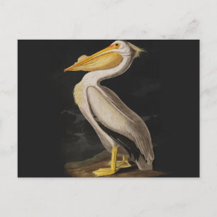 Carte Postale Audubon White Pelican Bird Amérique