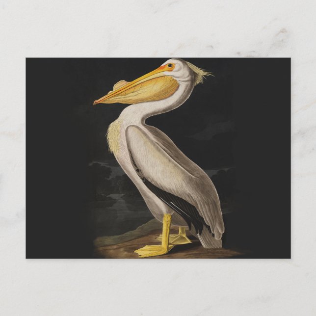 Carte Postale Audubon White Pelican Bird Amérique (Devant)