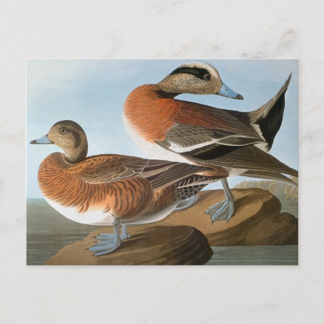 Carte Postale Audubon : Wigeon (Devant)