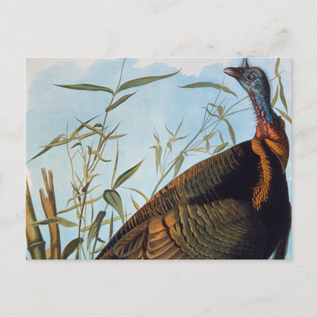 Carte Postale Audubon: Wild Turkey (Devant)