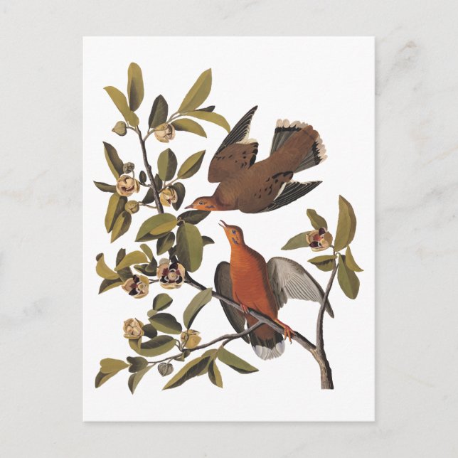 Carte Postale Audubon Zenaida Dove avec fleurs (Devant)