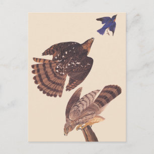 Carte Postale Audubon's Coopers Hawk Bird of Prey