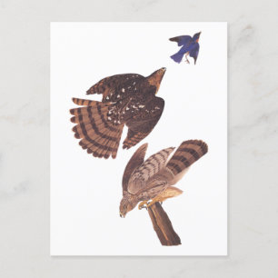 Carte Postale Audubon's Coopers Hawk Bird of Prey