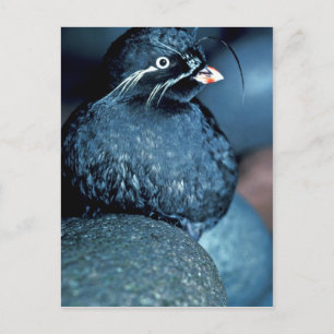 Carte Postale Auklet Whiskered