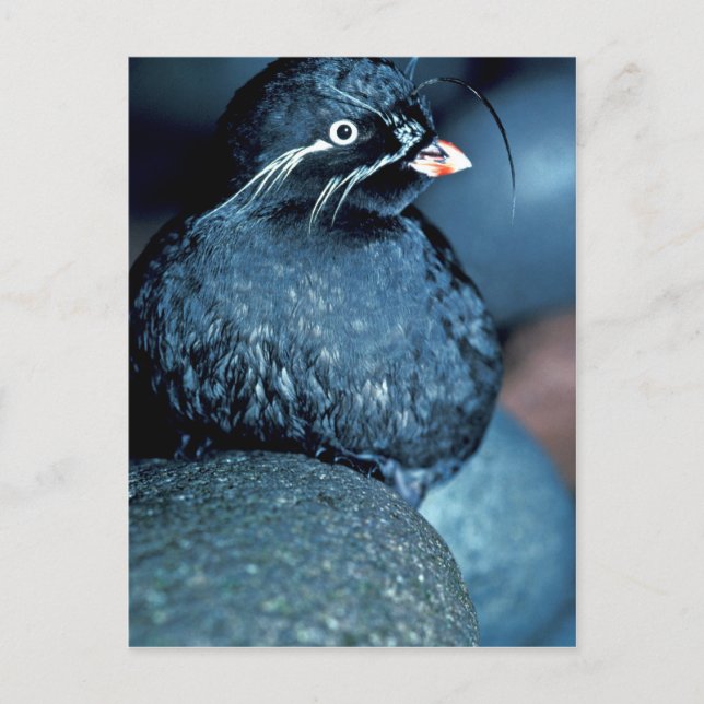 Carte Postale Auklet Whiskered (Devant)