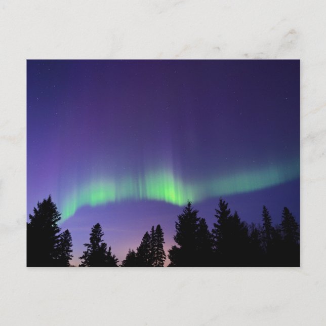 Carte Postale Aurora Borealis & Arbres | Manitoba, Canada (Devant)