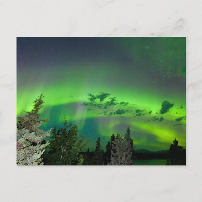 Carte Postale Aurora borealis au-dessus de la forêt boréale (Devant)