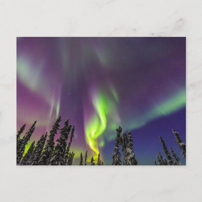 Carte Postale Aurora Borealis | Fairbanks, Alaska (Devant)