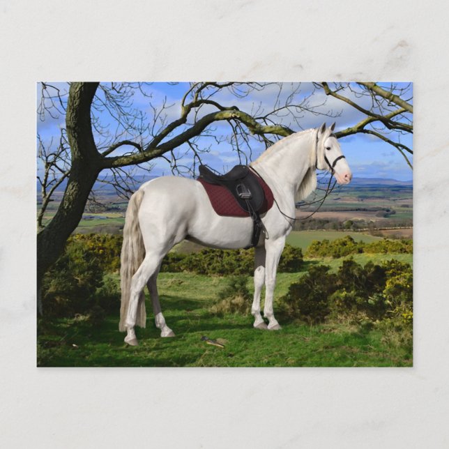 Carte postale "Aurora On Fox Hill" (Devant)