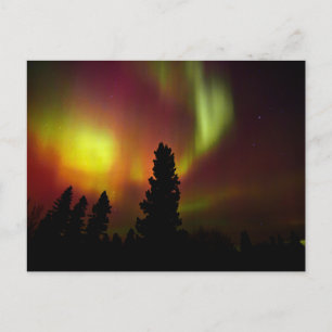 Carte Postale Aurore boréale et arbres