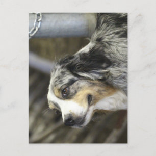 Carte Postale Aussie