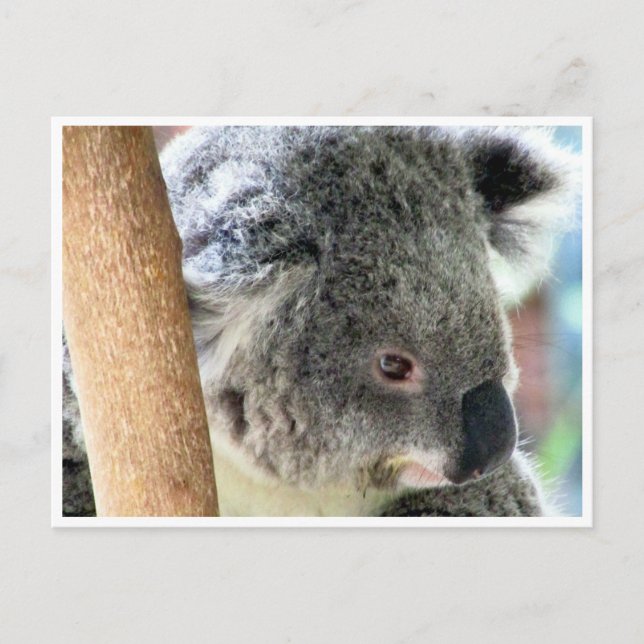 Carte Postale aussie koala (Devant)