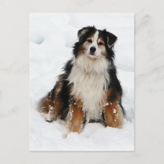 Carte Postale Aussie Shepherd Dog in Snow (Devant)