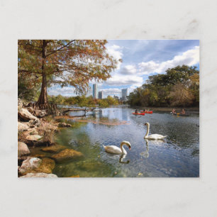 Carte Postale Austin, crique du Texas Barton/cygnes de lac