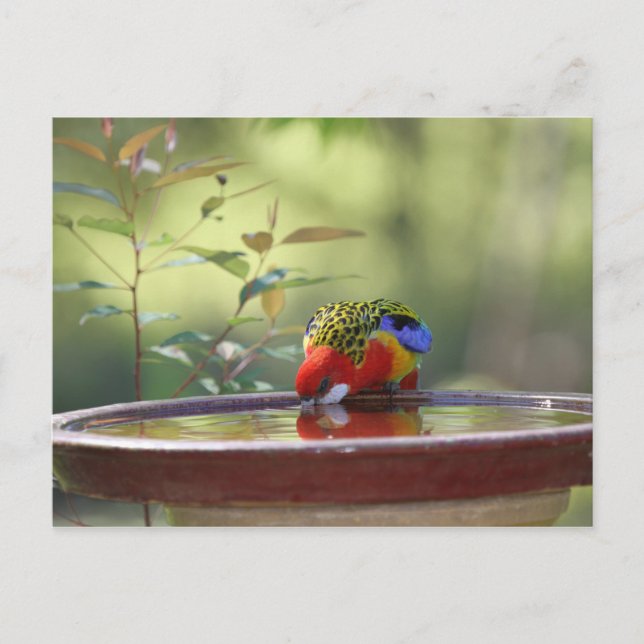 Carte Postale Australian Eastern Rosella Drinking (Devant)