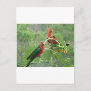 Carte Postale Australian King Parrots