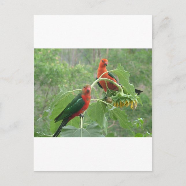 Carte Postale Australian King Parrots (Devant)