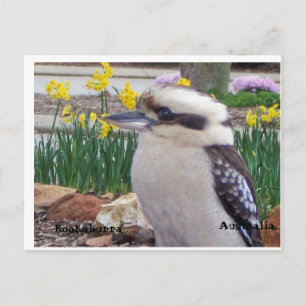 Carte Postale Australian Kookaburra