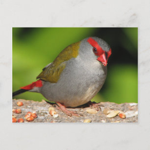 Carte Postale Australian Red-Browed Firetail Finch