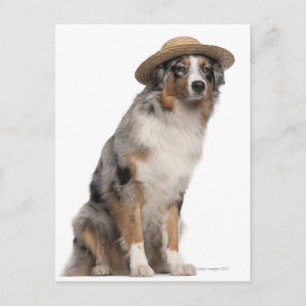 Carte Postale Australian Shepherd (10 mois) portant un