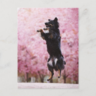Carte Postale Australian Shepherd and Cherry Blossoms