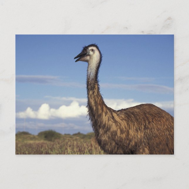 Carte Postale Australie, Australie occidentale. Émeu (Dromaius (Devant)