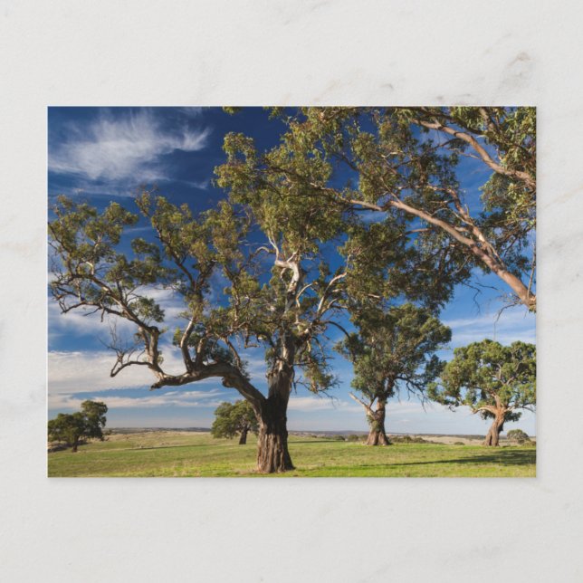 Carte Postale Australie, Barossa Valley, Mount Pleasant (Devant)