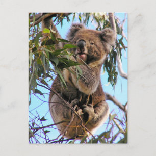 Carte postale Australie de koala