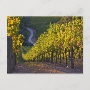 Carte Postale Australie du Sud, Adélaïde Hills, Summertown. 2