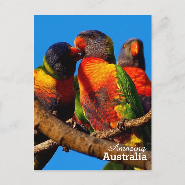 Carte postale Australie Extraordinaire (Devant)