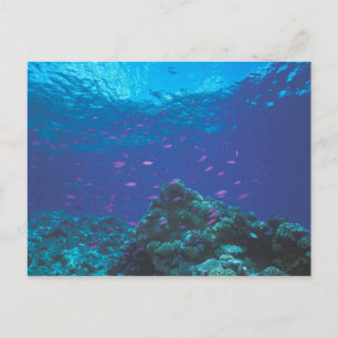 Carte Postale Australie, Grande Barrière de corail. Fourmillant