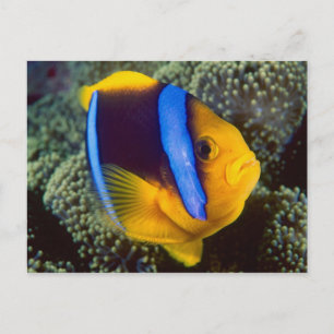 Carte Postale Australie, Grande Barrière de corail, Poisson-clow