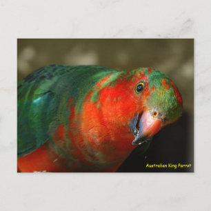 Carte Postale Australie Juvenile Homme King Parrot