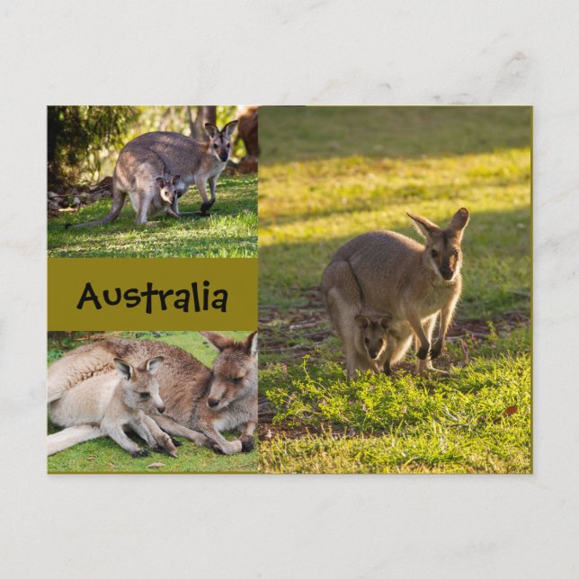 Carte Postale Australie : kangourous, mères et joies (Devant)