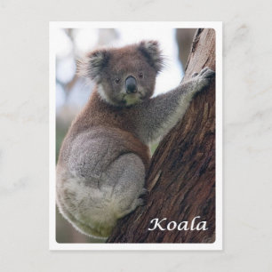 Carte Postale Australie - Koala -
