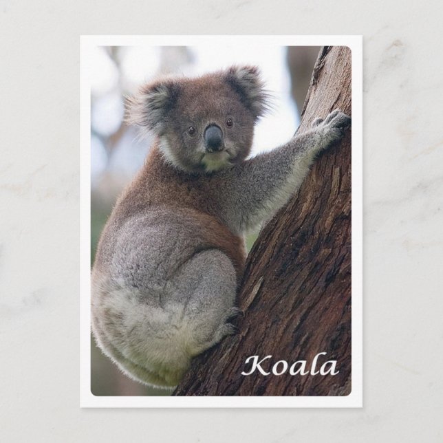 Carte Postale Australie - Koala - (Devant)