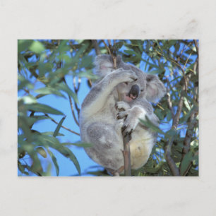 Carte Postale Australie, Koala Phasclarctos Cinereus)