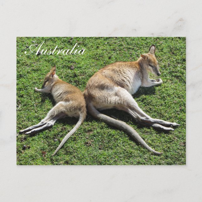 Carte postale Australie Migny Wallaby (Devant)