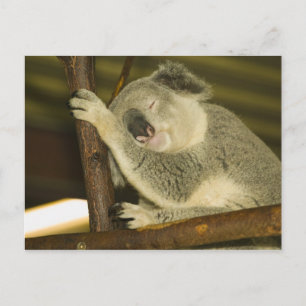 Carte Postale Australie, Queensland, Brisbane. Arborescence des